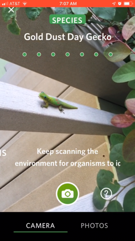 The Seek app by iNaturalist correctly identifies a gecko on Maui.