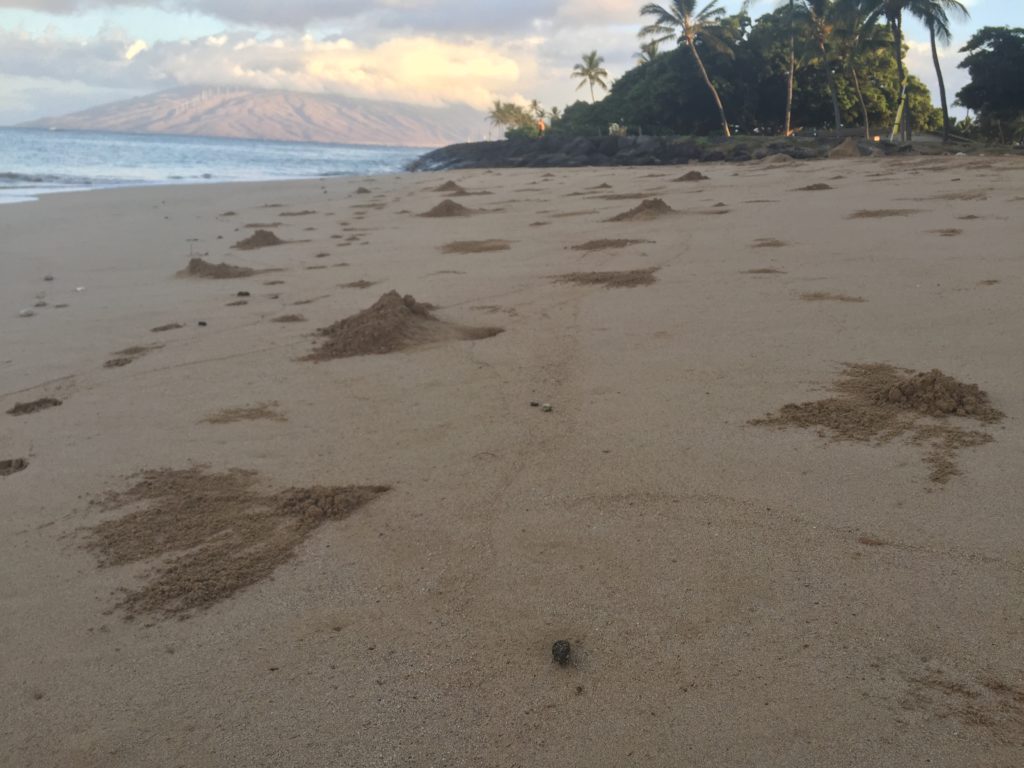 pallid and horned ghost crab burrows on maui