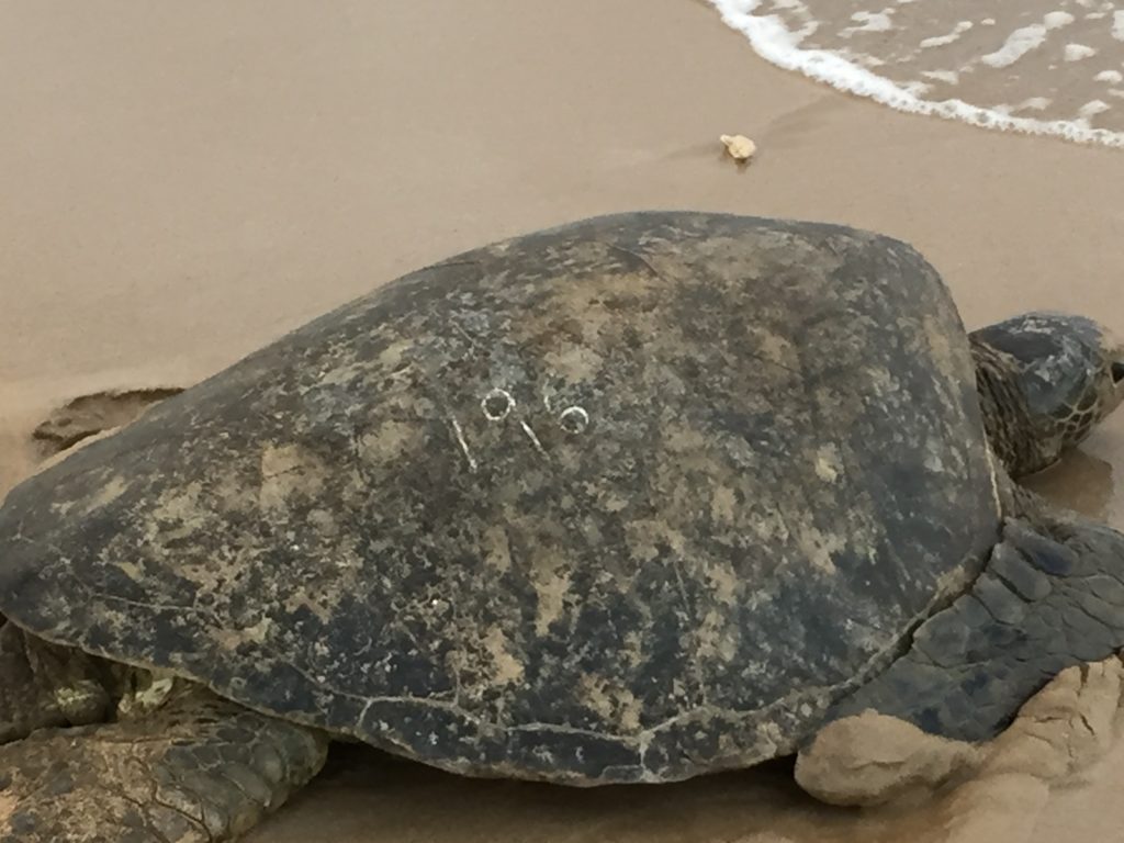 Green Sea Turtle with Number