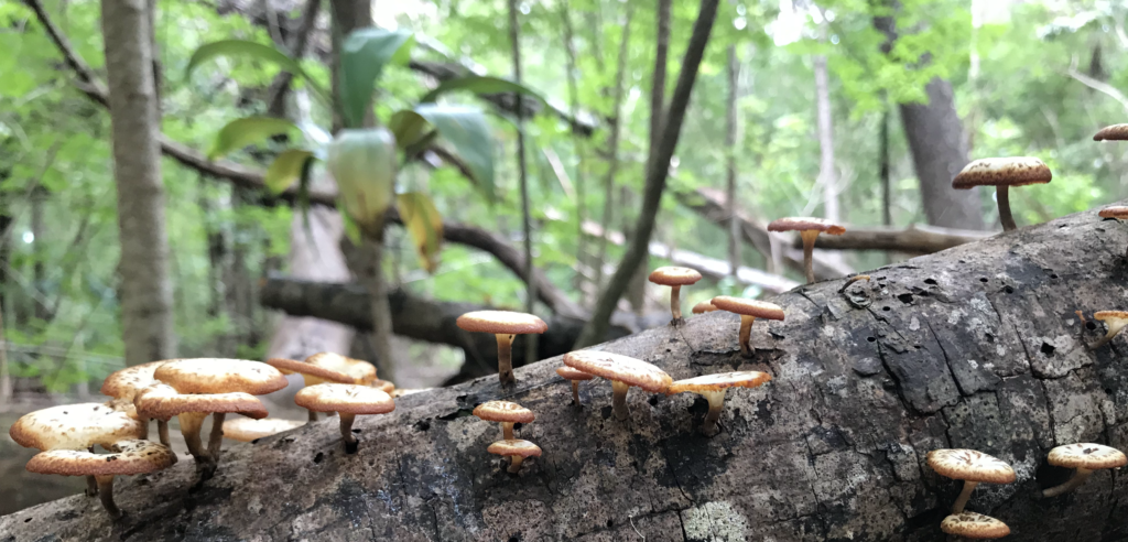 Makawao Forest Mushrooms